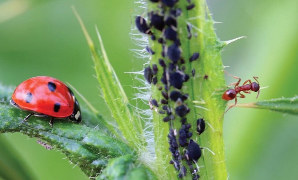 5 práticas sustentáveis para pequenos produtores 5 1
