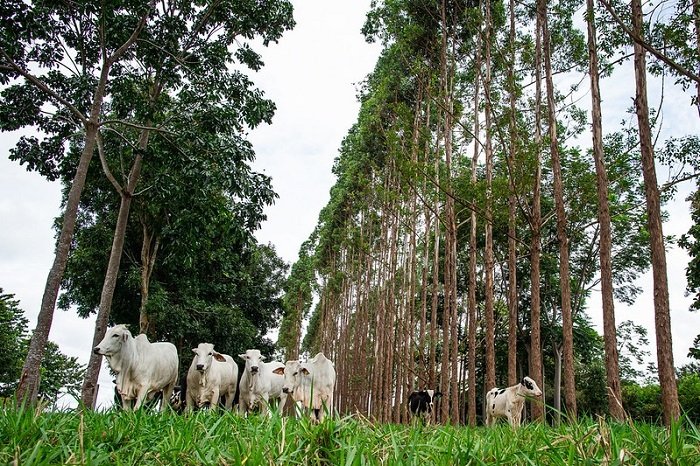 5 práticas sustentáveis para pequenos produtores mato grosso2