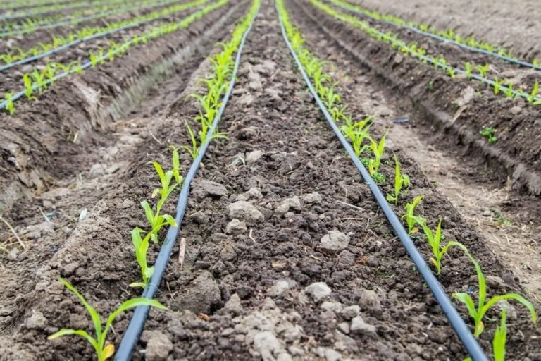 5 práticas sustentáveis para pequenos produtores magriser fiche 768x512