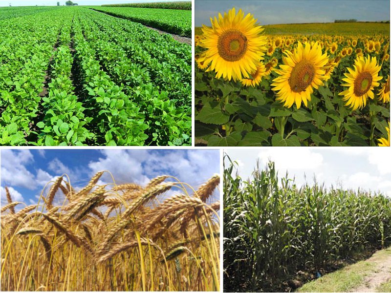 5 práticas sustentáveis para pequenos produtores cultivossao