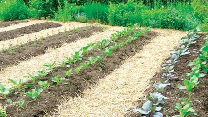 Como Economizar Água na Irrigação cobertura morta mantendo umidade do solo na horta